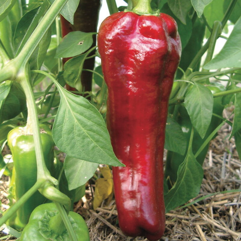 Piments/Poivrons - Italian Red Marconi