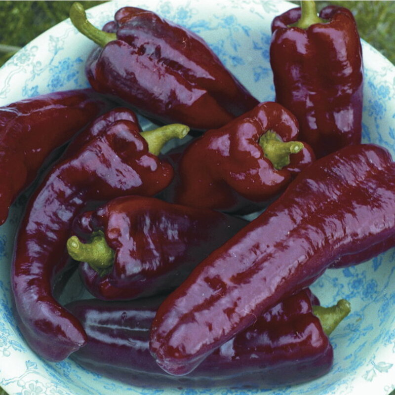 Piments/Poivrons - Italian Red Marconi