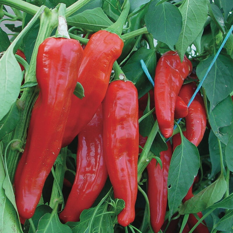 Piments/Poivrons - Italian Red Marconi