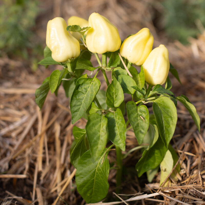 Piments/Poivrons - Albino