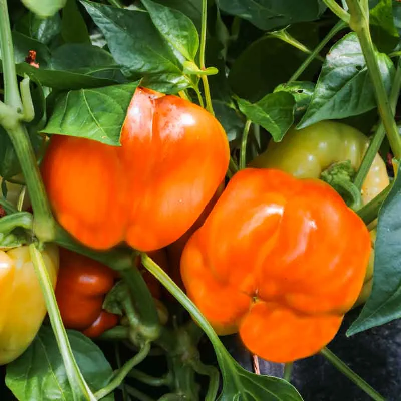 Piments/Poivrons - Sunrise Orange