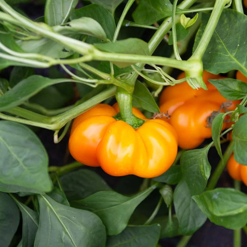 Piments/Poivrons - Yellow Cheese Pimento