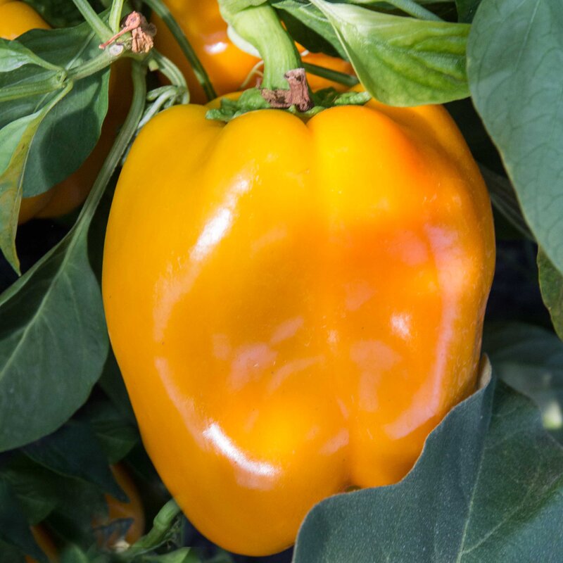 Piments/Poivrons - Calwonder Golden