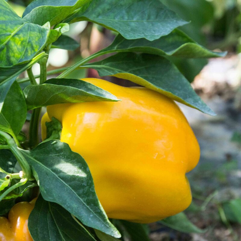 Piments/Poivrons - Calwonder Golden