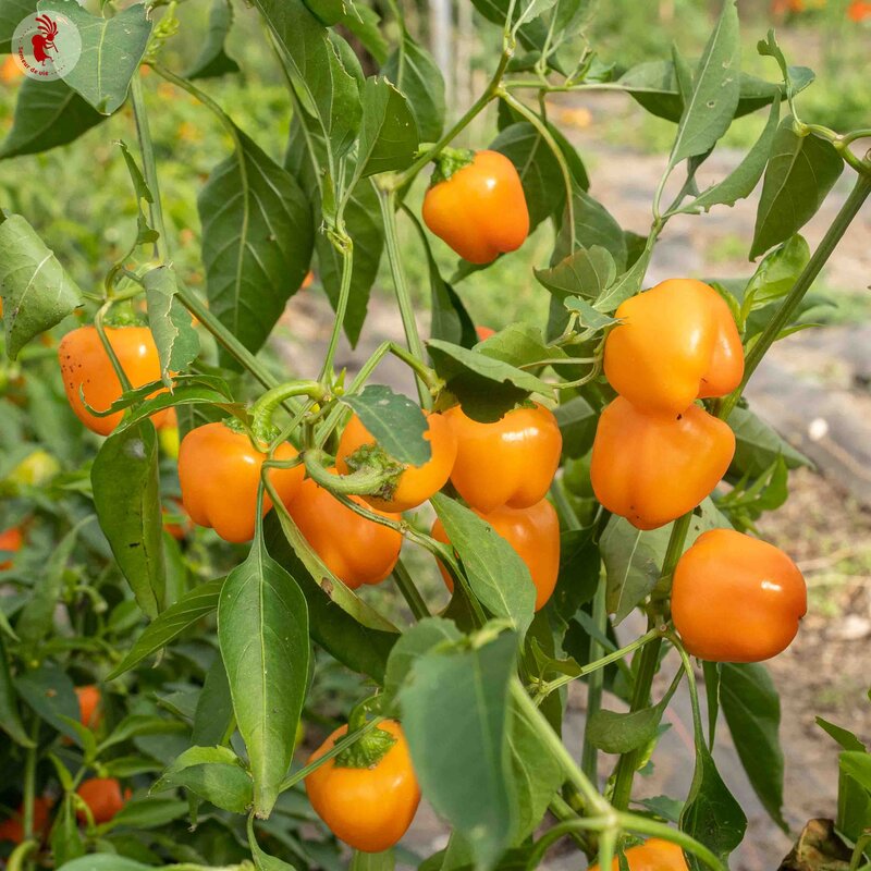 Piments/Poivrons - Miniature Yellow Bell