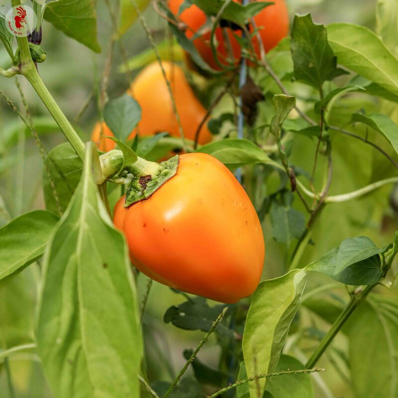 Piments/Poivrons - Cuneo