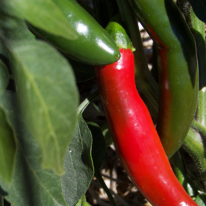 Piments/Poivrons - Serrano