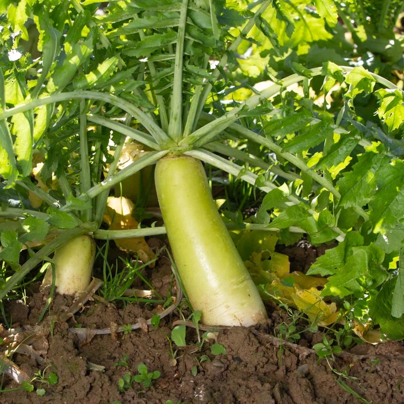 Radish - Minowase