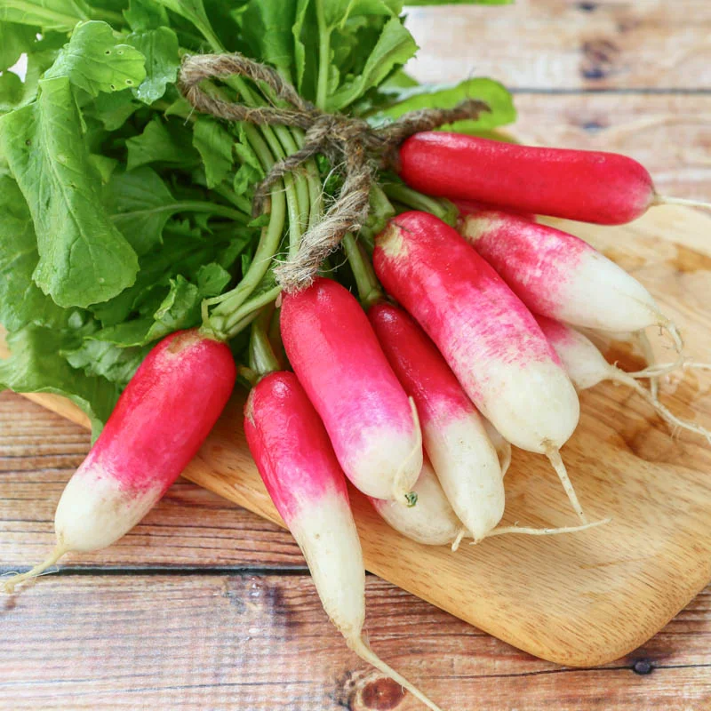 Radish - French Breakfast