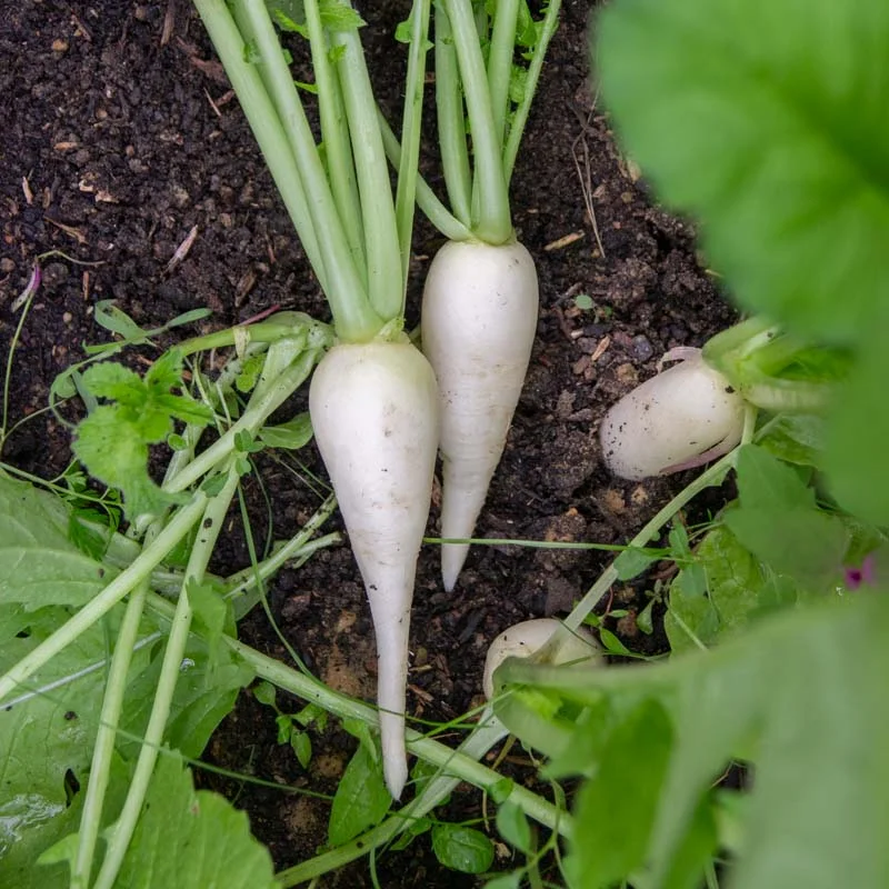 Radis - Marché de Zürich