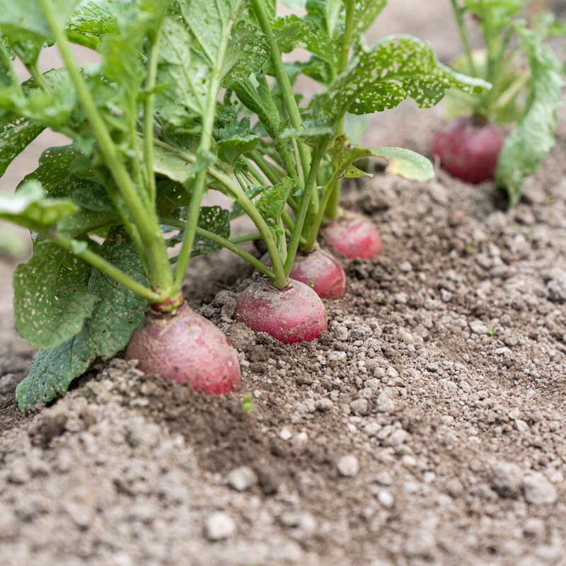 Radis - Géant d’Allemagne