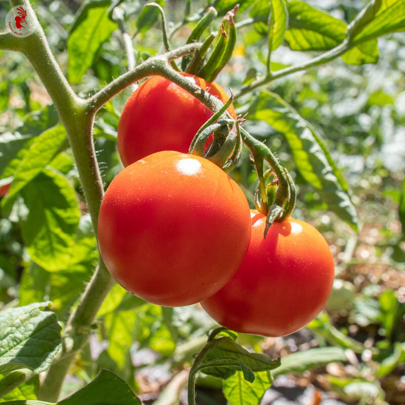 Tomates - Glacier