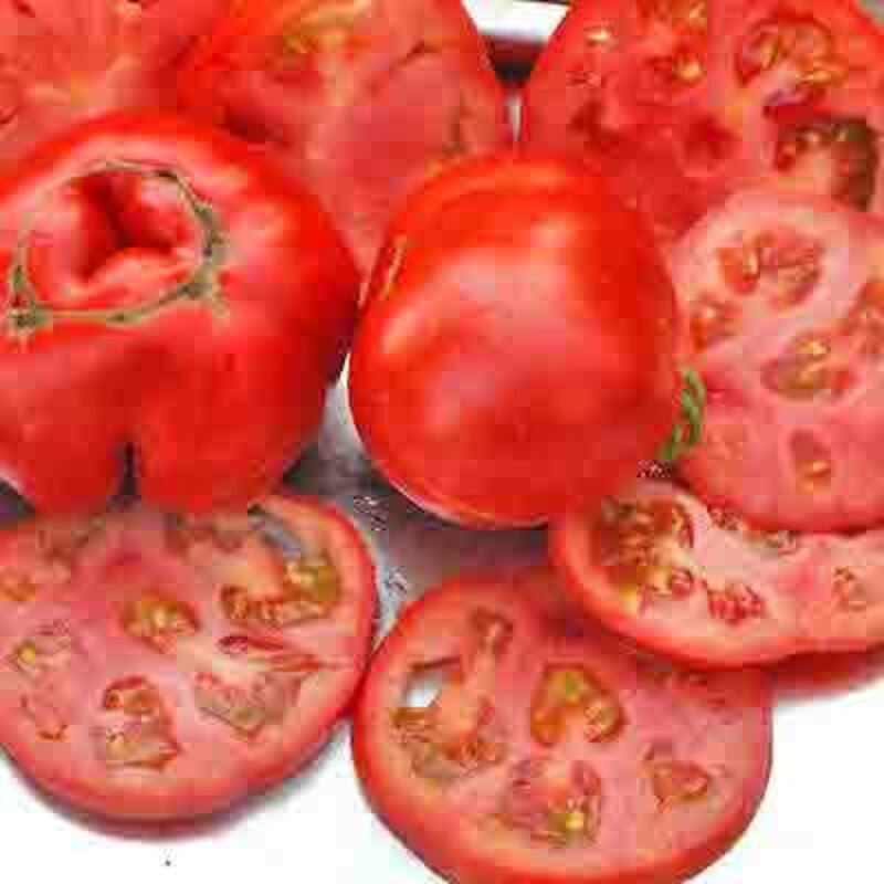 Légumes-tomate-SUB ARTIC PLENTY 10 graines-économie 