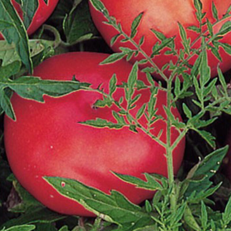 Tomates - Silvery Fir Tree / Serebristaya El