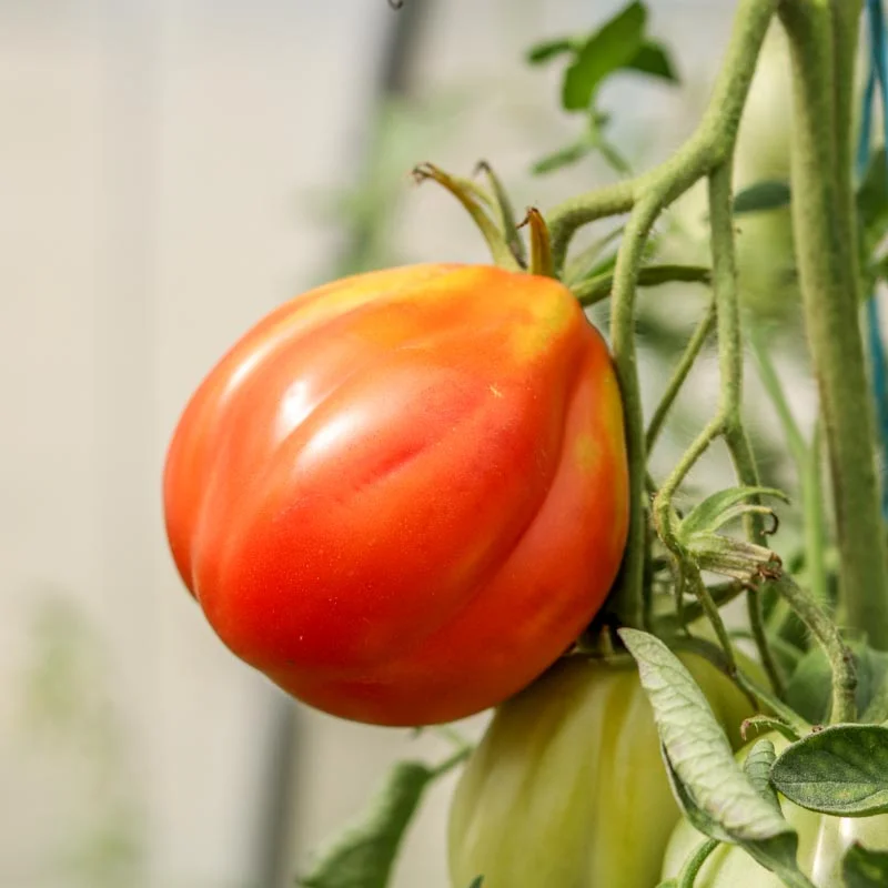 Tomatoes - Nice Oxheart