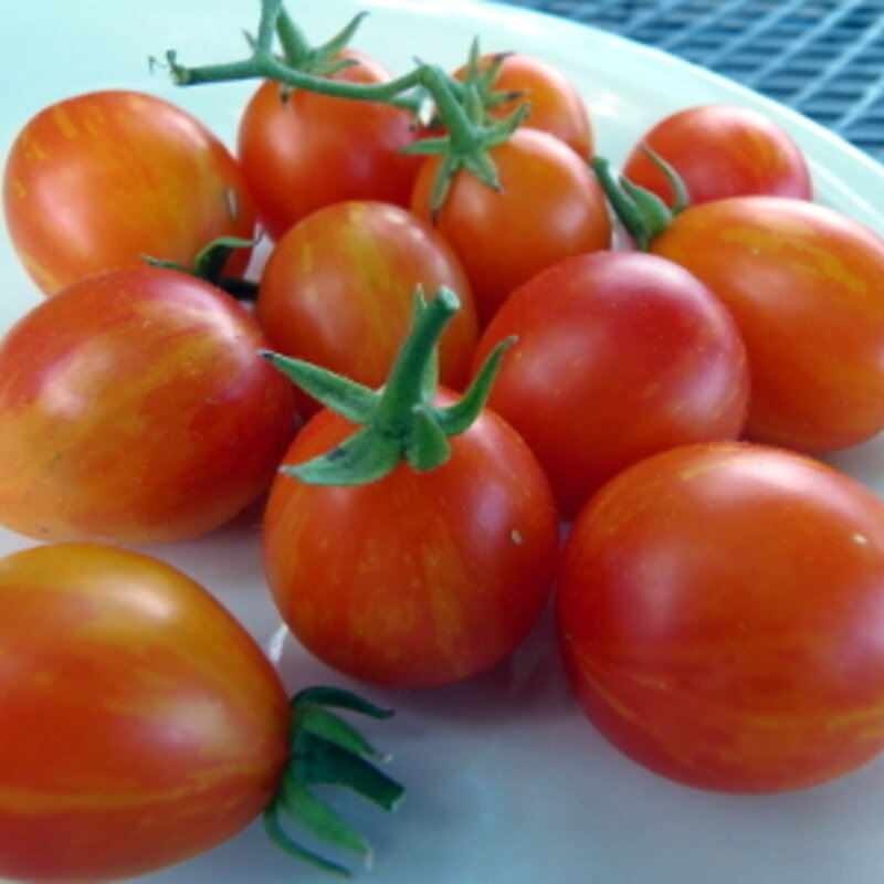 Tomates cerises - Scarlet Starfire / Starfire Isis