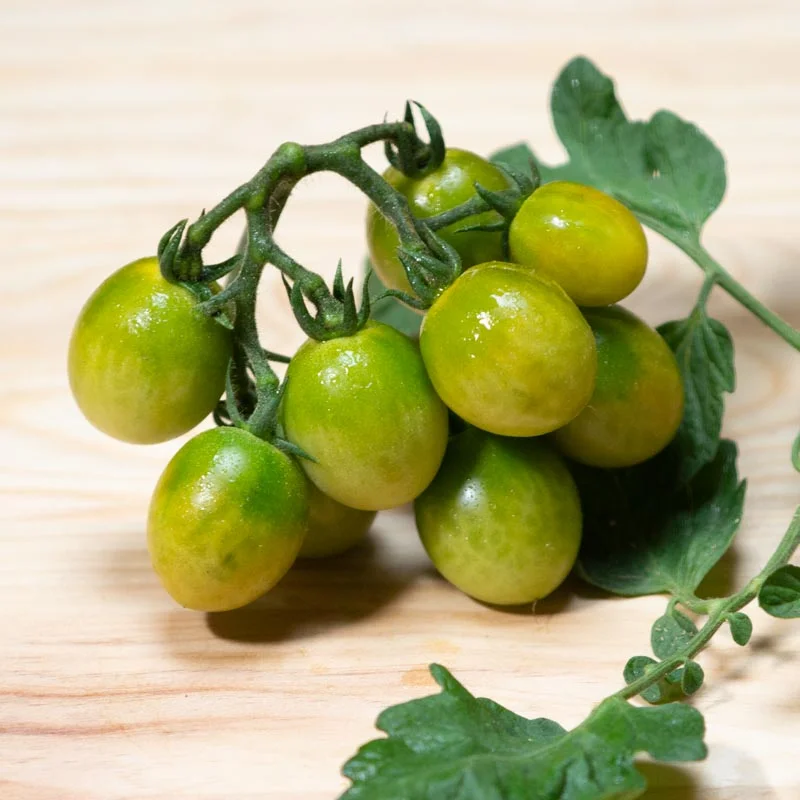 Tomates cerises - Verde Claro