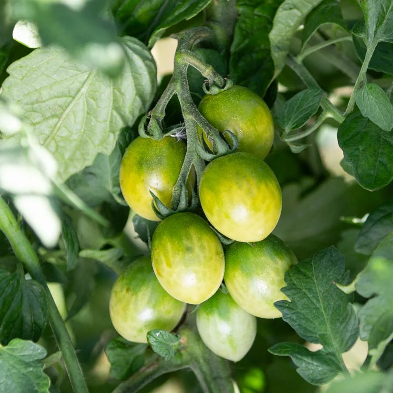 Tomates cerises - Verde Claro