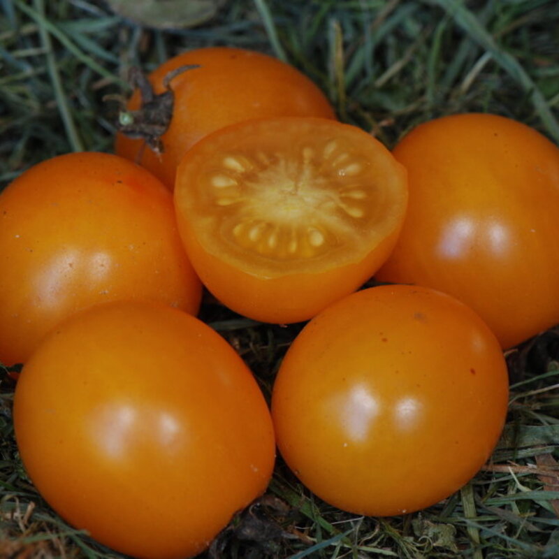 Tomates cerises - Gold Nugget