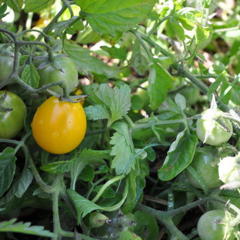 Tomates cerises - Gold Nugget