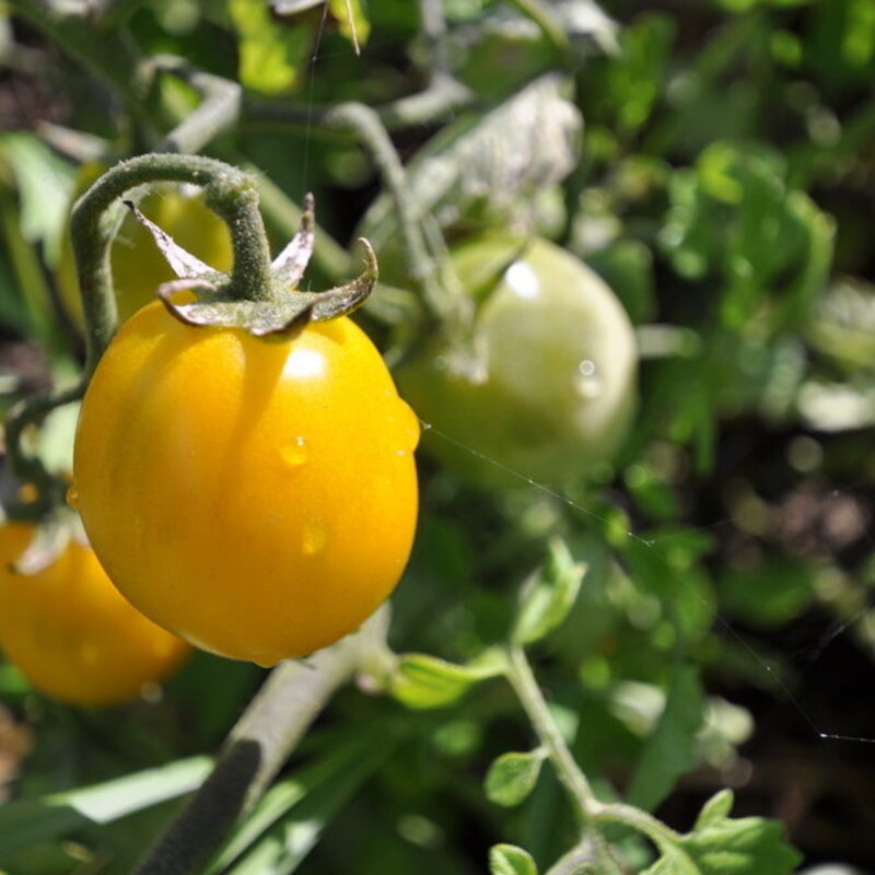 Tomates cerises - Gold Nugget