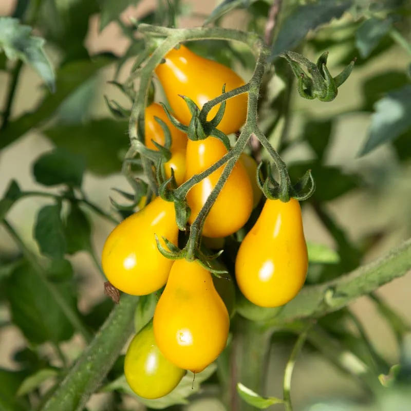 Tomates cerises - Poire Jaune