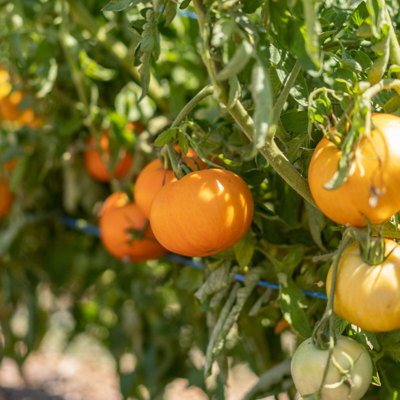 Tomates - Yellow Belgium