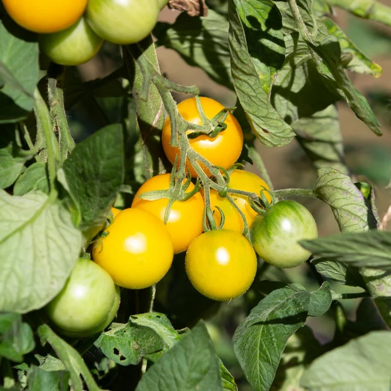 Tomates - Yellow Perfection
