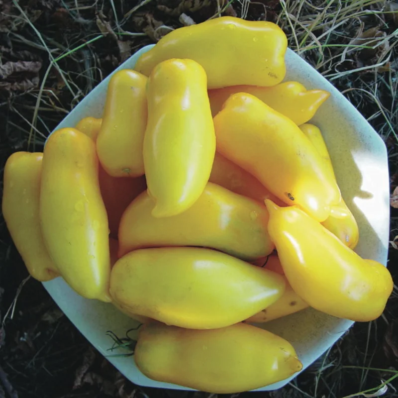 Tomates - Banana Legs