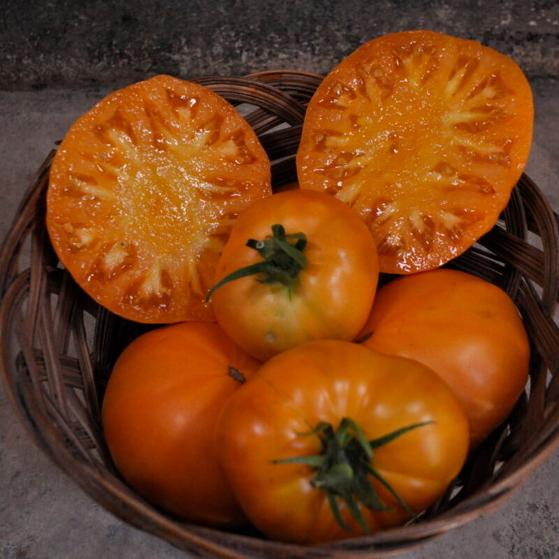 Tomates - Azoychka Russian
