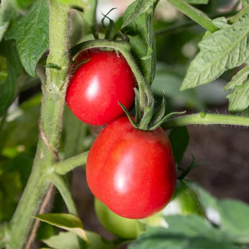 Tomates - Ukrainian Pear