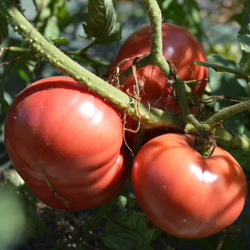 Tomates - Ponderosa Pink