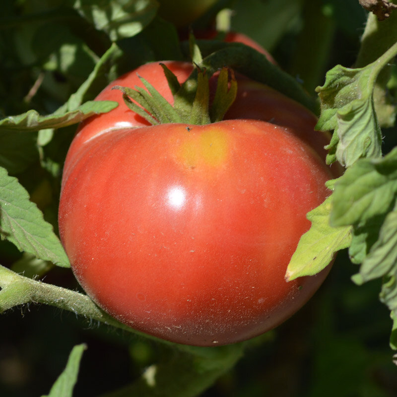 Tomates - Ponderosa Pink