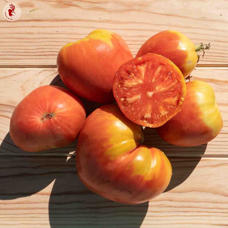 Tomates - Cœur de Bœuf Slankard