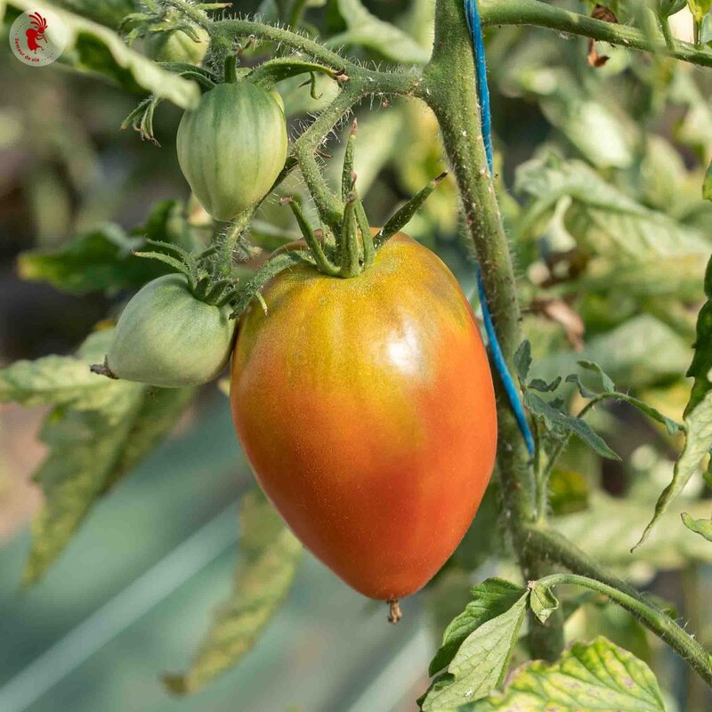 Tomates - Cœur de Bœuf Slankard