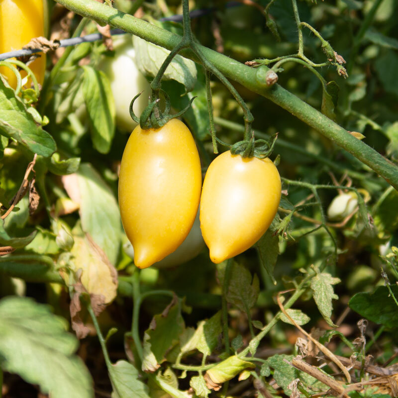 Tomates - Cream Sausage