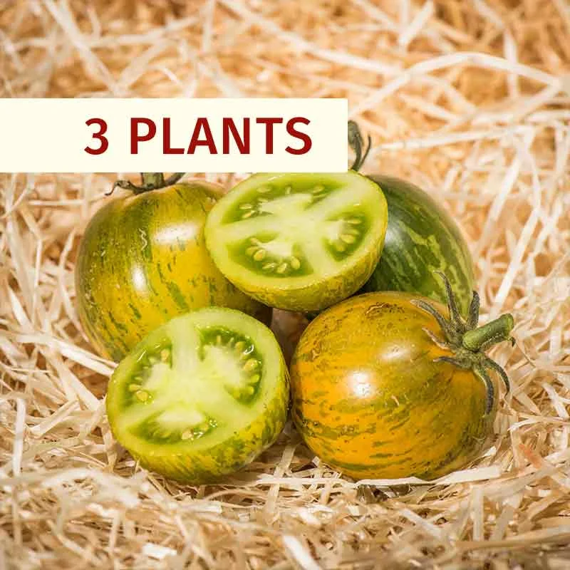 Plants de Tomates - Plants de Tomate Verte Green Zebra