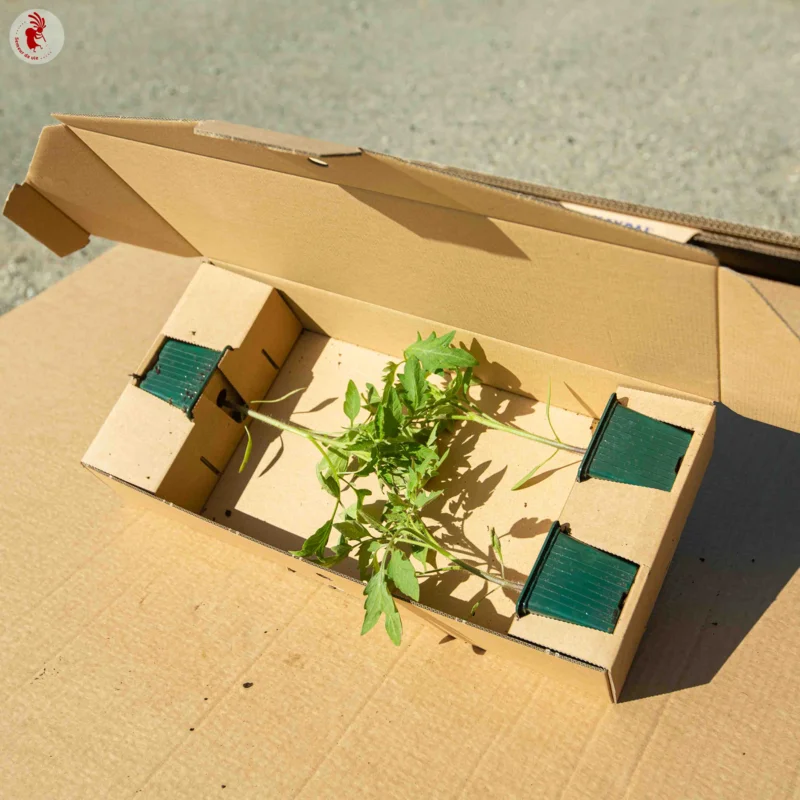 Plants de Tomates - Plants de Tomate Verte Green Zebra