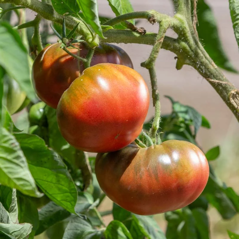 Tomates - Brandywine Black