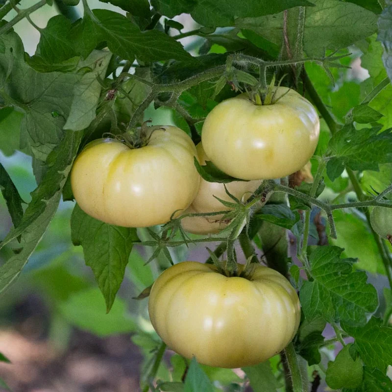 Tomates - White Wonder