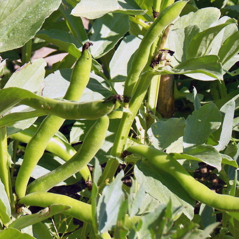 Fèves - D’Aquadulce