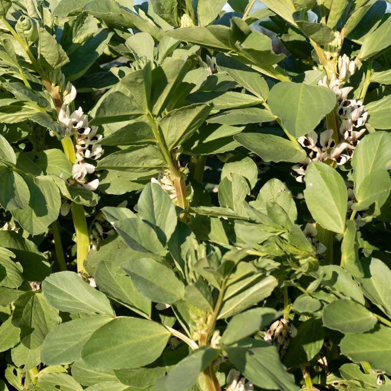 Fèves - D’Aquadulce