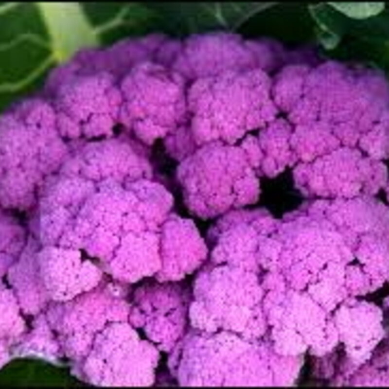 Choux Fleurs Violet De Sicile Association Kokopelli