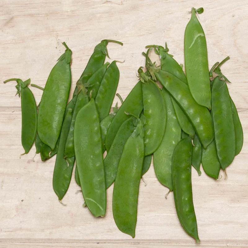 Pois - Corne de Bélier