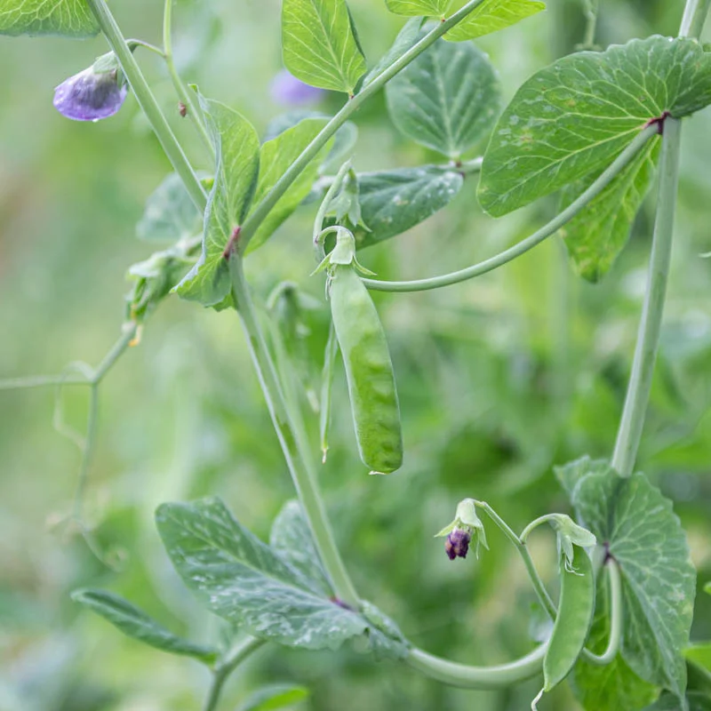 Pois - Corne de Bélier