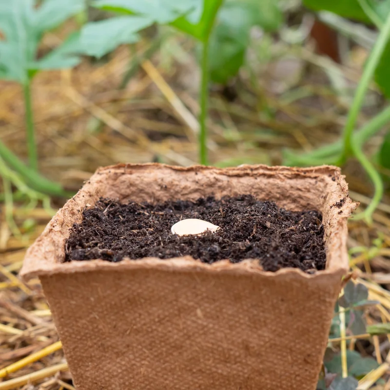 Préparer ses semis - Pots biodégradables carrés à planter (6x6 cm) - lot de 18