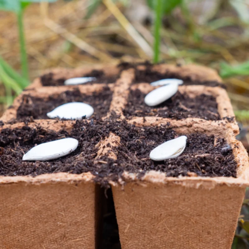 Préparer ses semis - Plaques 6 alvéoles biodégradables (6 x 6 cm) à planter - lot de 4