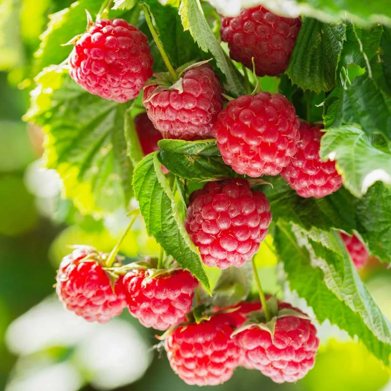 Plants de Framboisiers & mûriers - Framboisier Mi-saison Topla 2 plants bio