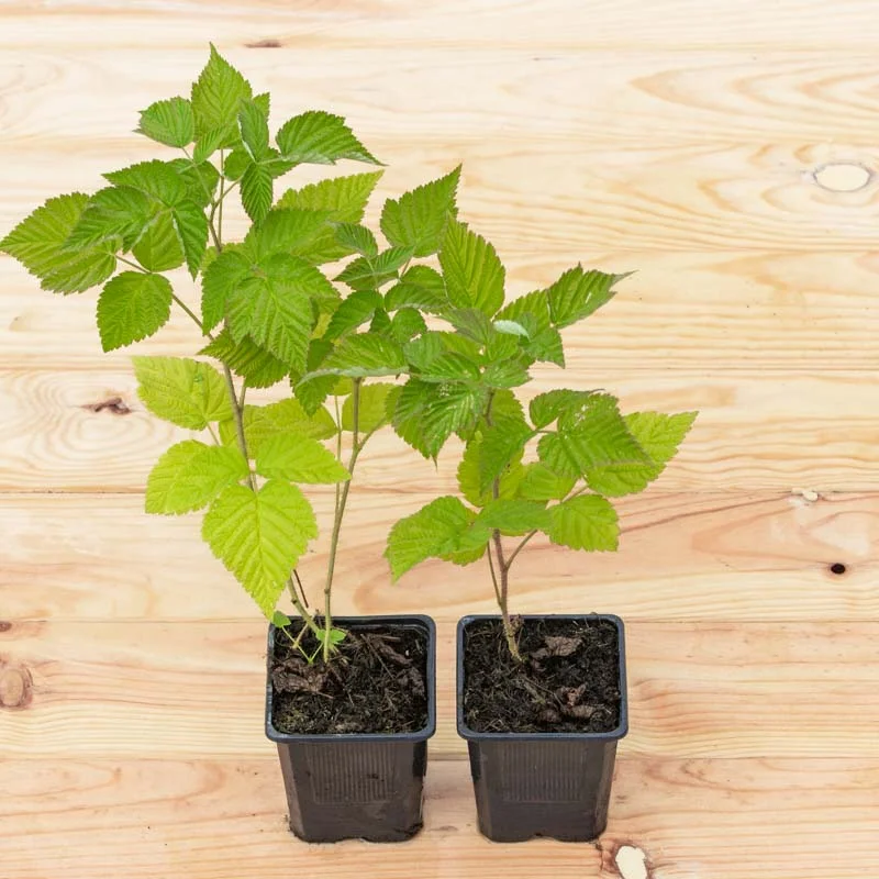 Plants de Framboisiers & mûriers - Framboisier Mi-saison Topla 2 plants bio
