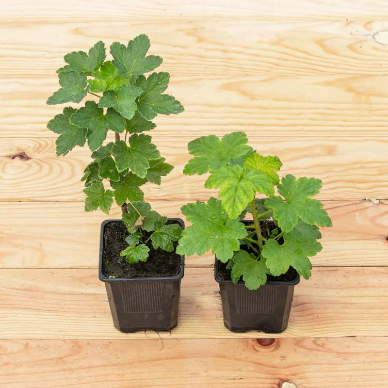 Plants de Groseillier, cassissier & caseille - Groseillier à grappes "Junifer" 2 plants bio